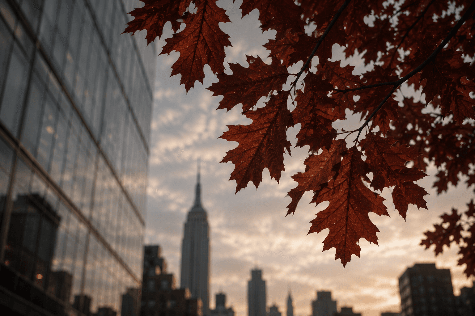 Autumn foliage against the New York skyline